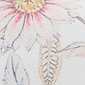 Aliciemini - Image 6