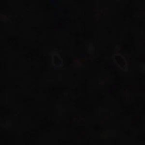Begoniaa - Image 9