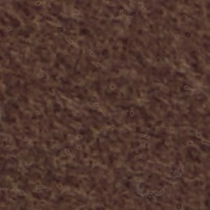 Doriana - Image 7