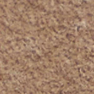 Ecko - Image 8