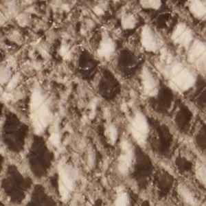 Ppenelopeaax - Image 6
