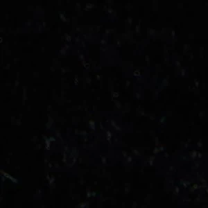 Starrie - Image 8